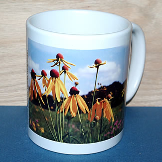 mug DS-055 ratibida 6756.jpg